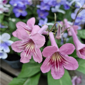 Streptocarpus 'Sadie'